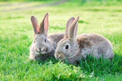 Image of rabbits
