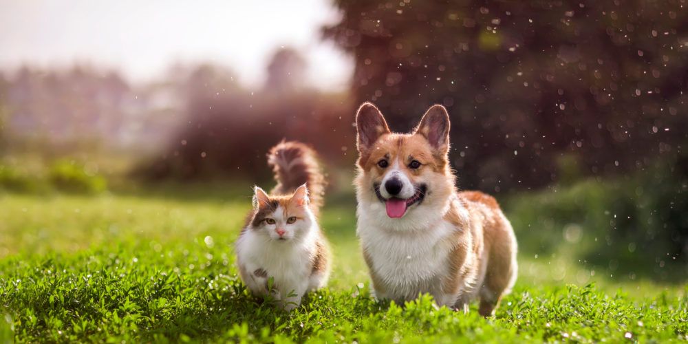 Dog and cat in Spring