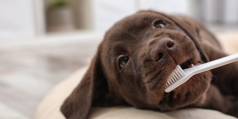 Puppy with toothbrush