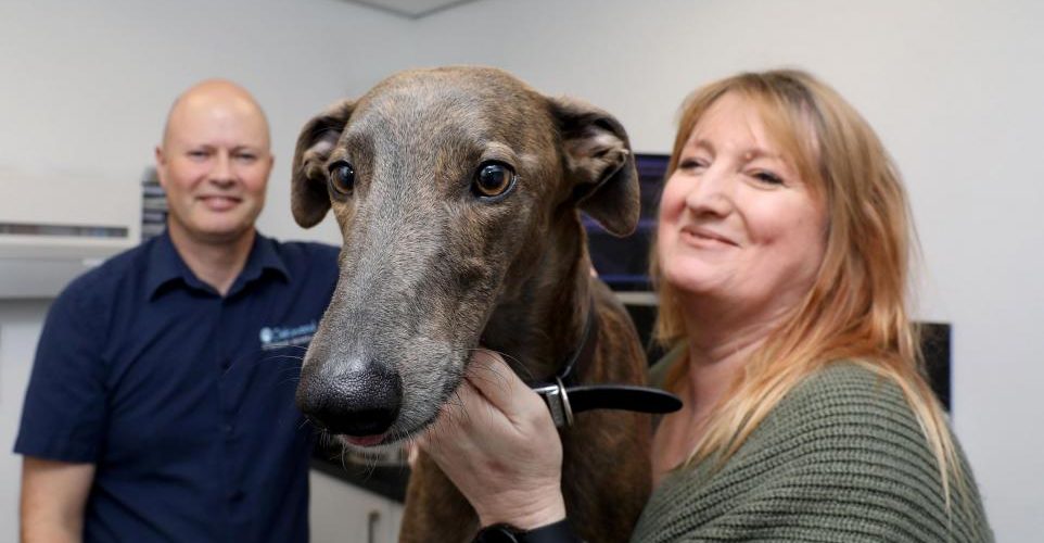 George the lurcher image