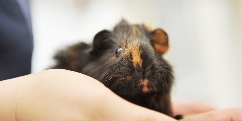 Guinea pig