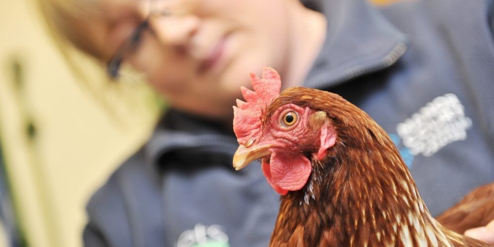 Red Mites in Hens