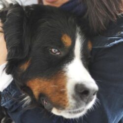 Pet Health Club square image