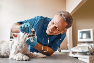 I won't hurt you. Kind veterinar checking teeth of a small dog lying on the table in veterinary clinic. Pet care concept