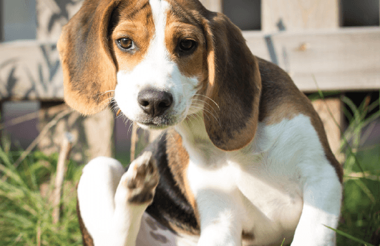 Allergies in pets