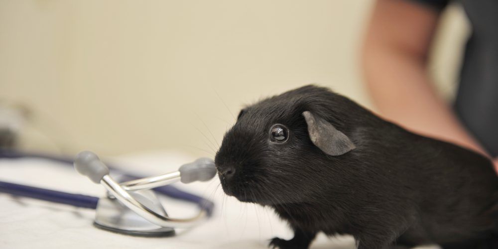 Feeding your Guinea Pig