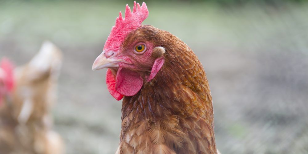 Image of hen