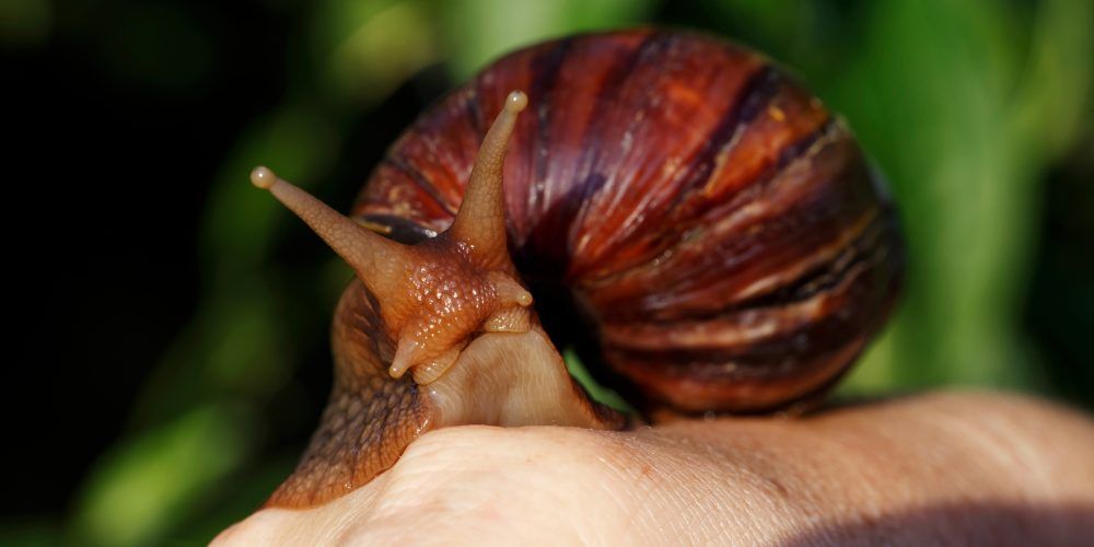 Giant African Land Snail