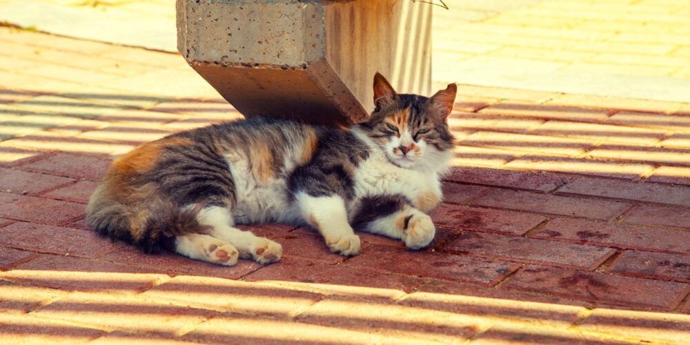Cat in the sun