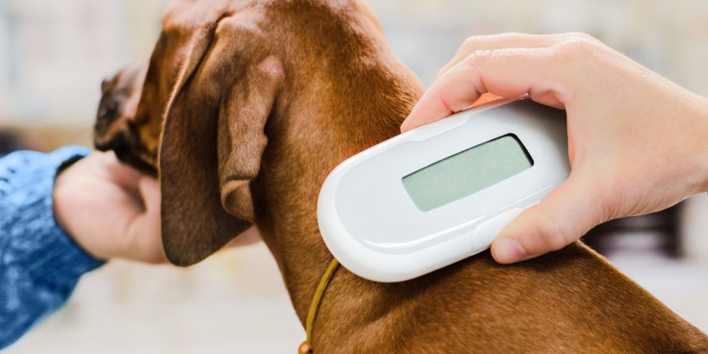 Dog with microchip scanner