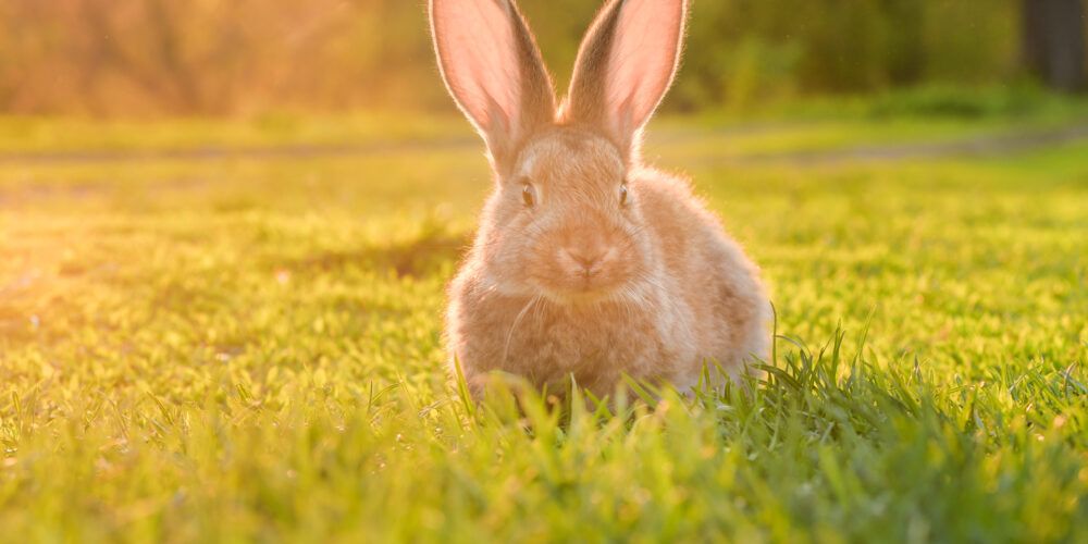 Rabbit in the sun