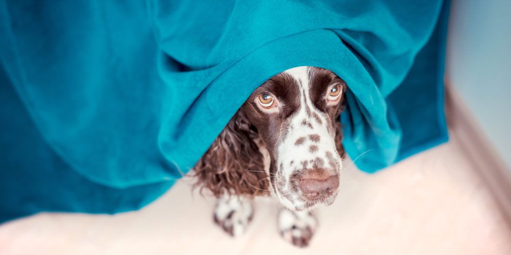 Dog with anxiety