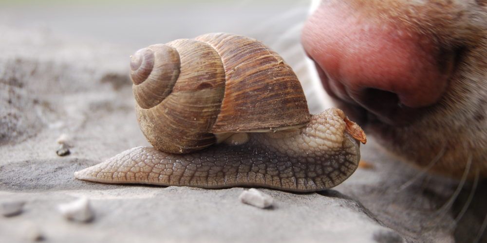 Lungworm in dogs