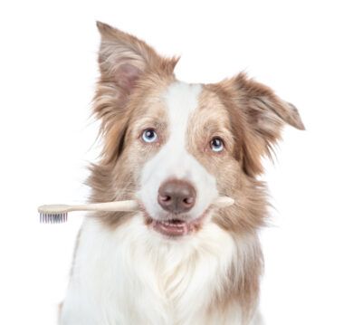 Dog with toothbrush