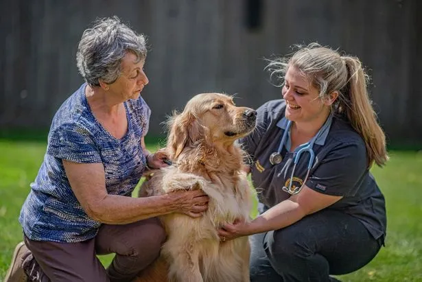 Pesky pooch with taste for inedible snacks gets walking stick lodged in his stomach
