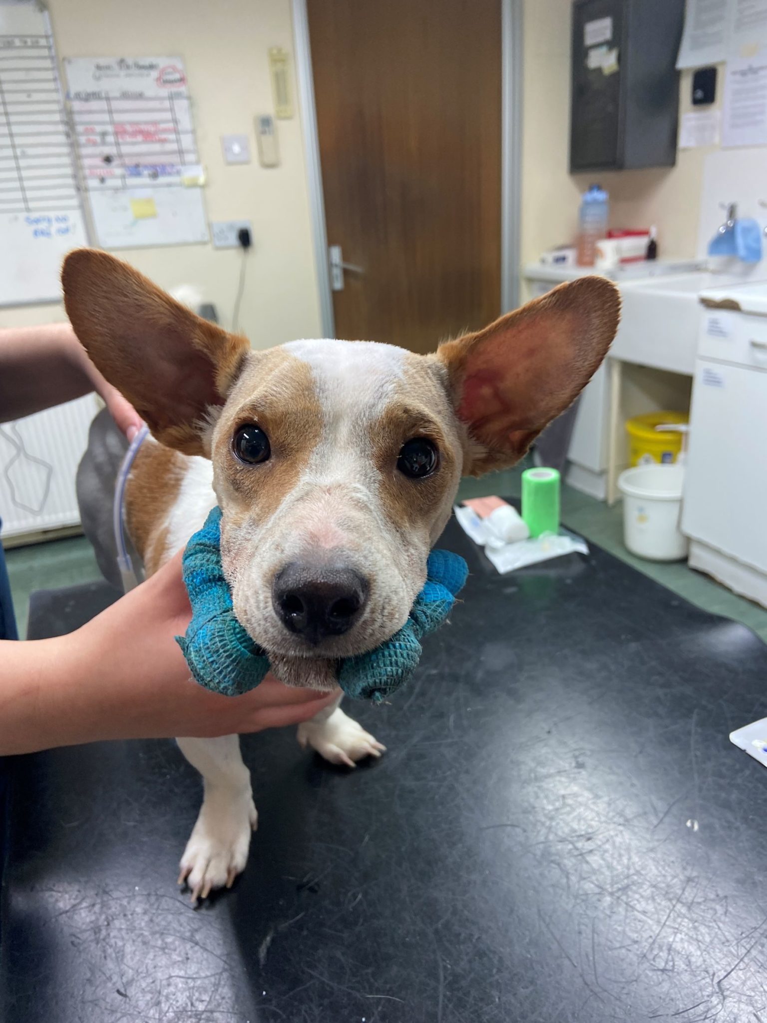 Intestinal worms in dogs and cats