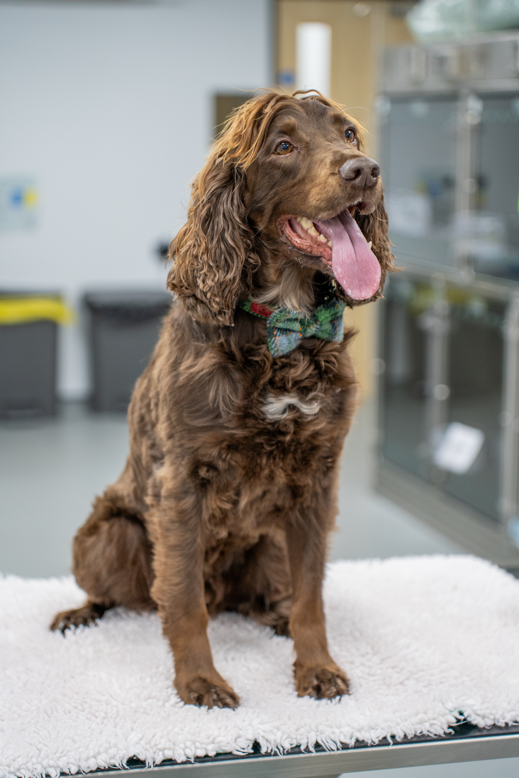 The Willows Veterinary Group - Beech House (Web) 027