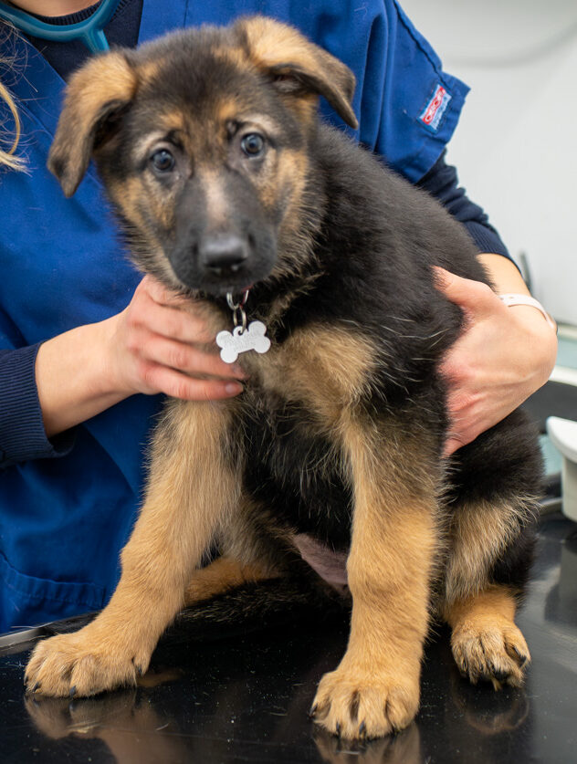 The Willows Veterinary Group - Hampton (Web) 030